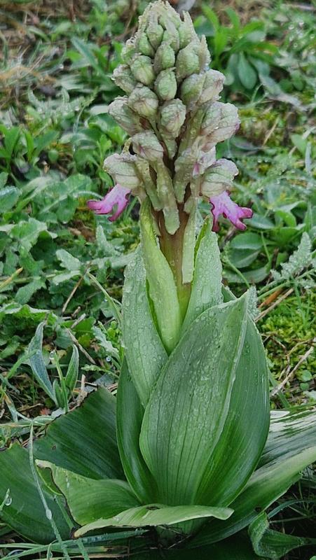 Barlia robertiana a Roma � 10 febbraio 2026.